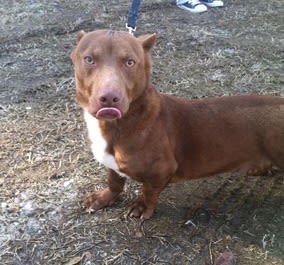 Chien croisé pitbull : que dit la loi ?