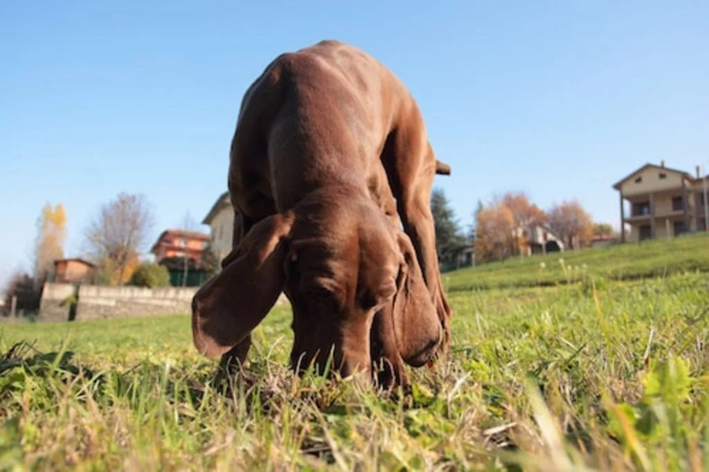 chien et chenilles processionnaires