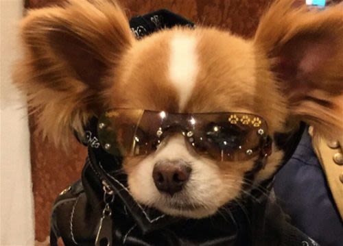 New York : les animaux défilent pour la 11eme Fashion Week