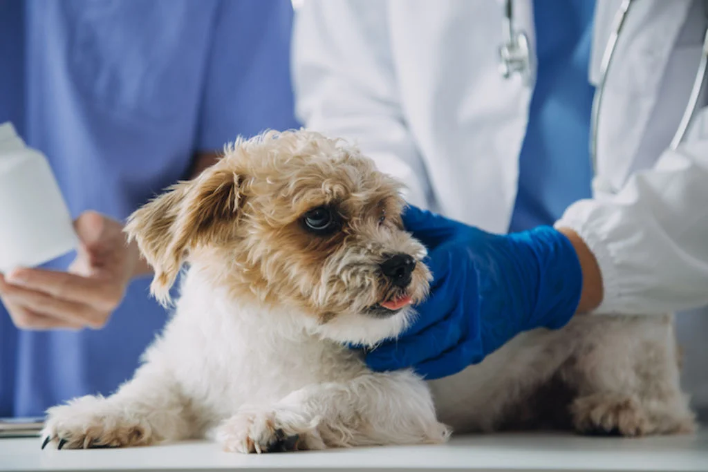 chien puces veterinaire