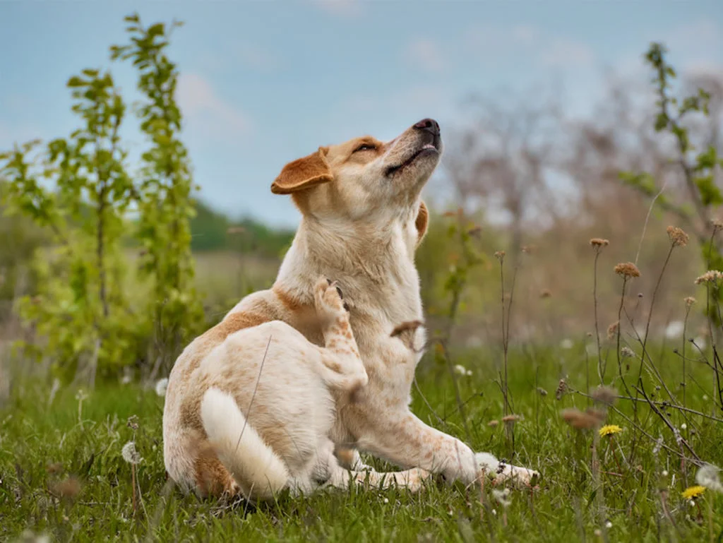 chien qui se gratte remedes de grand mere