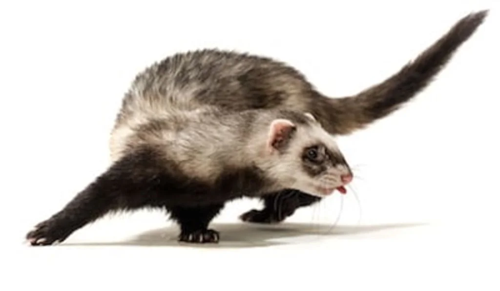 glandes anales furet