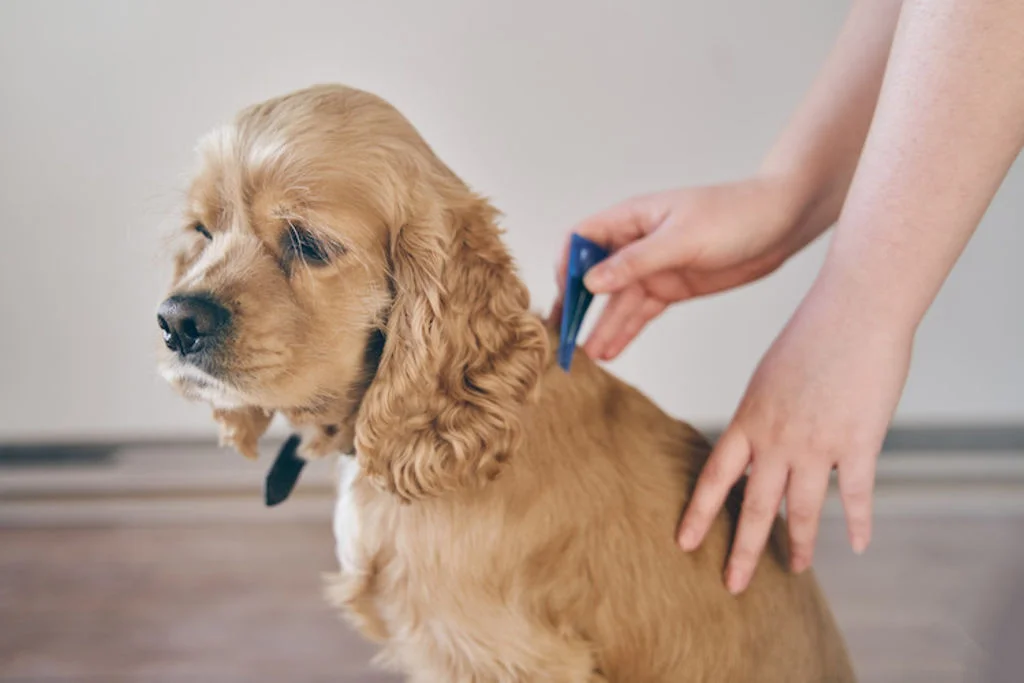 pipette puces chien