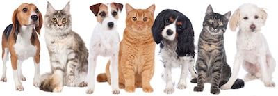 Statut juridique de l’animal et code civil : c’est officiel