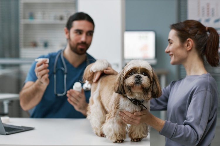 Des traitements efficaces contre les puces chez le chien