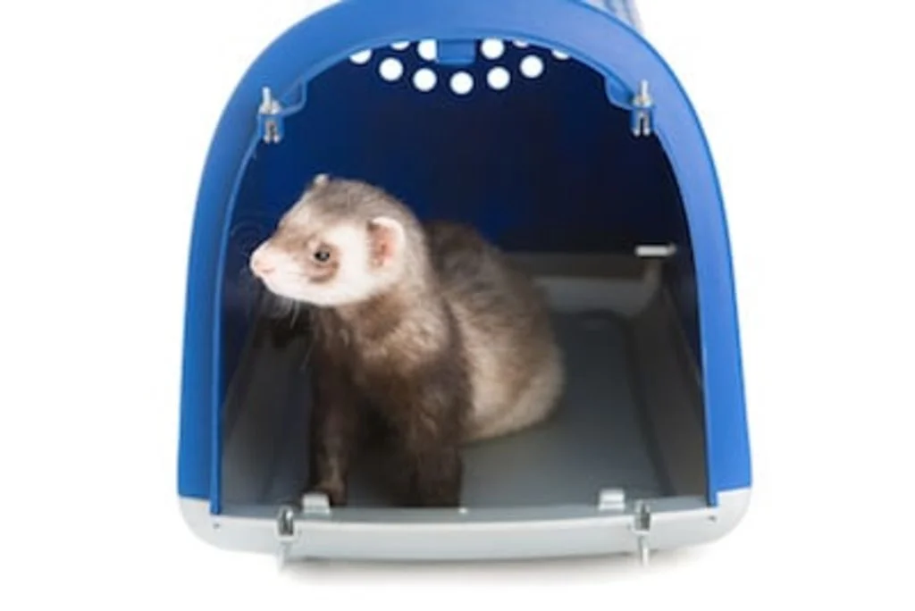 vaccin et passeport furet