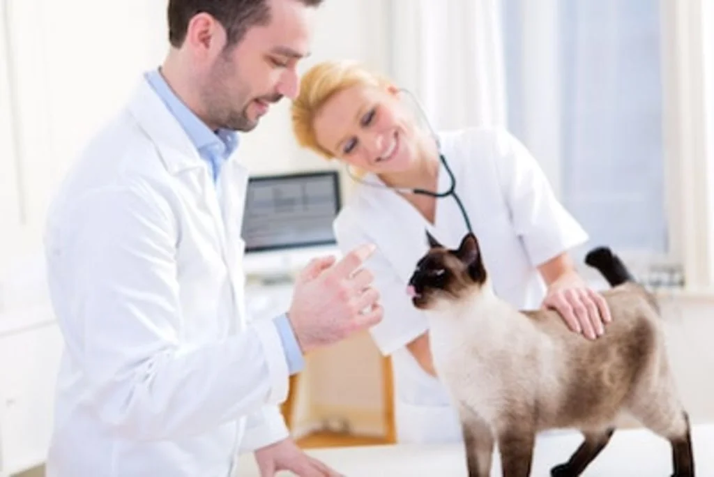 vider les glandes anales du chat