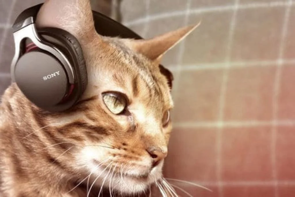 Sony-Casque-Poisson-Avril