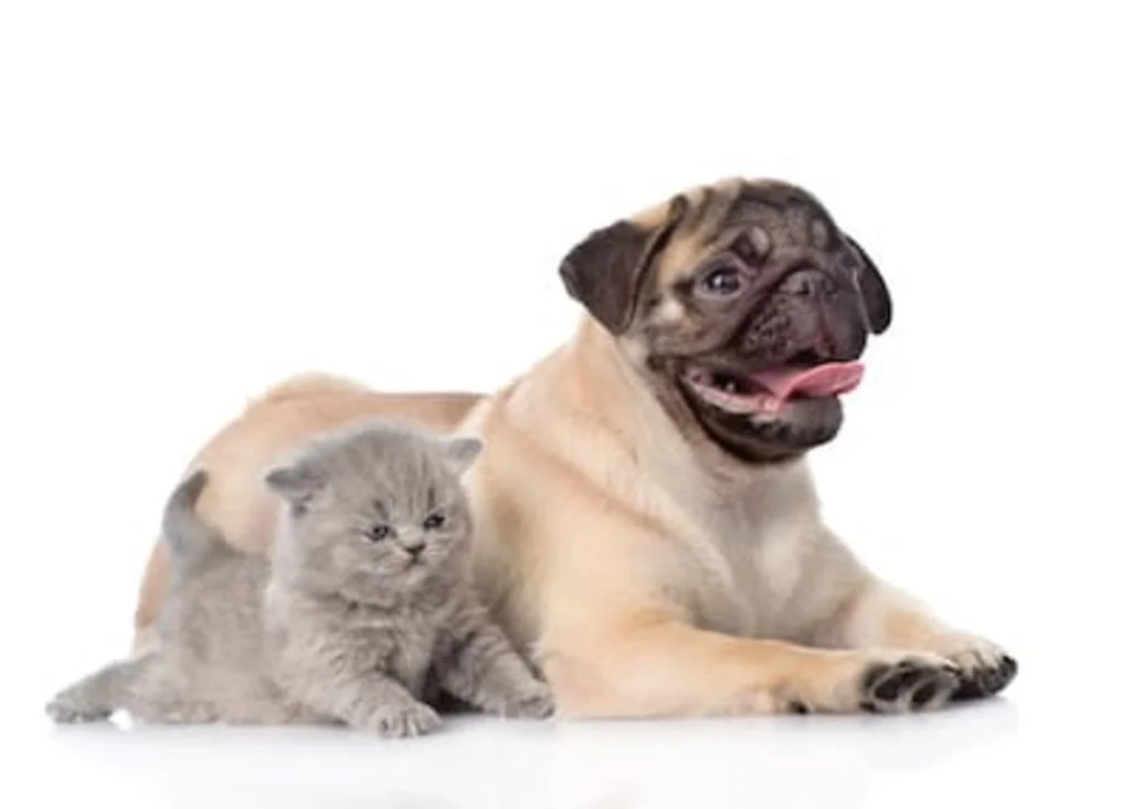 age du chien et du chat