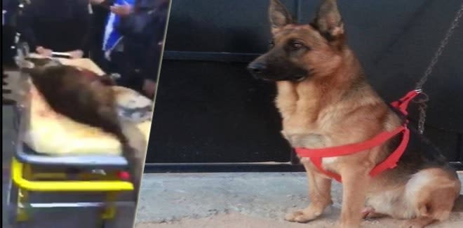 Attentat de Tunis : un hommage rendu au chien policier