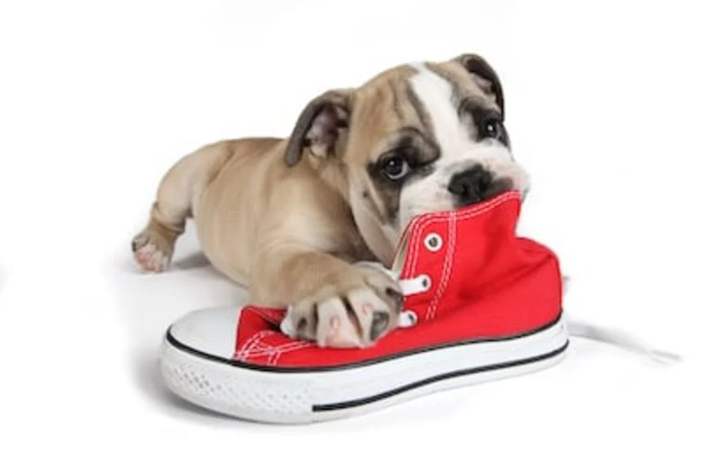 betises chez le chiot