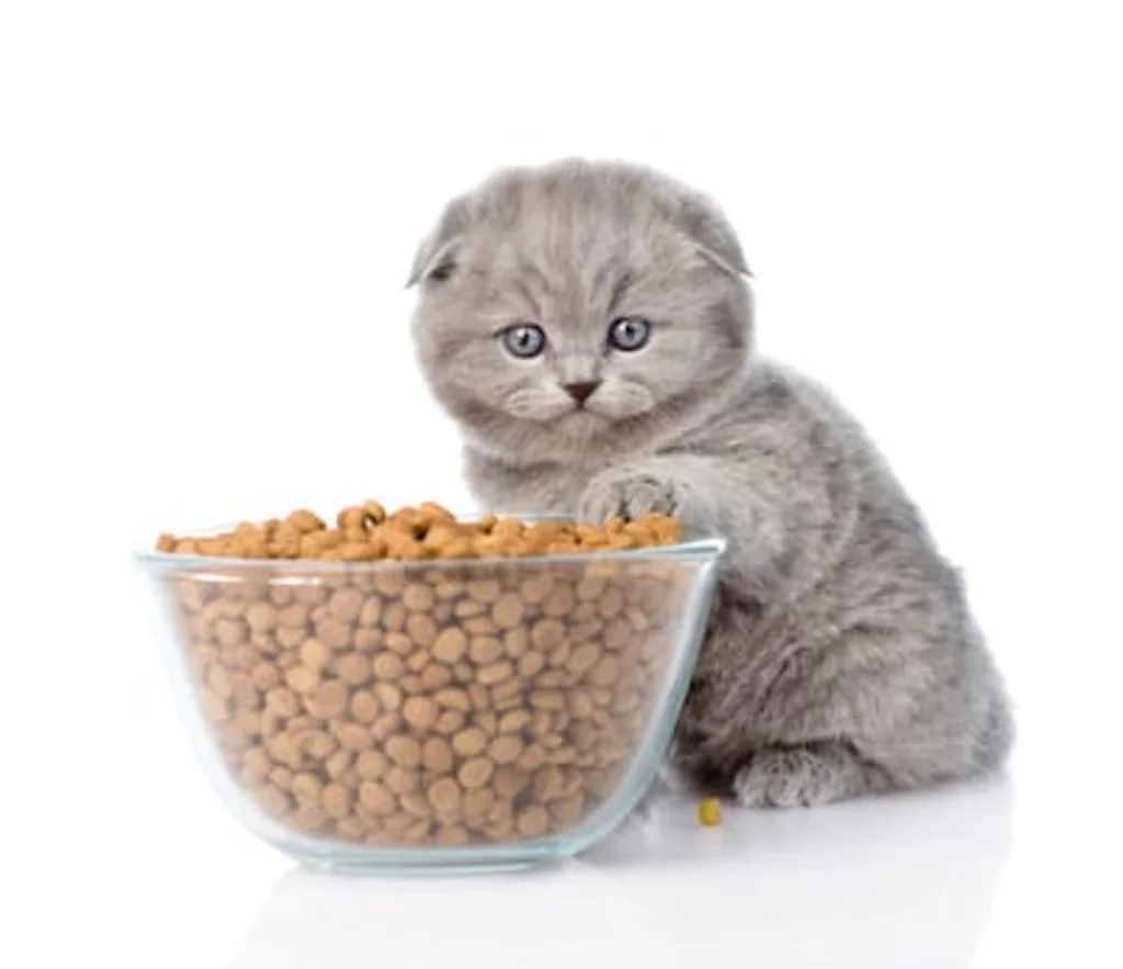 bien nourrir son chat