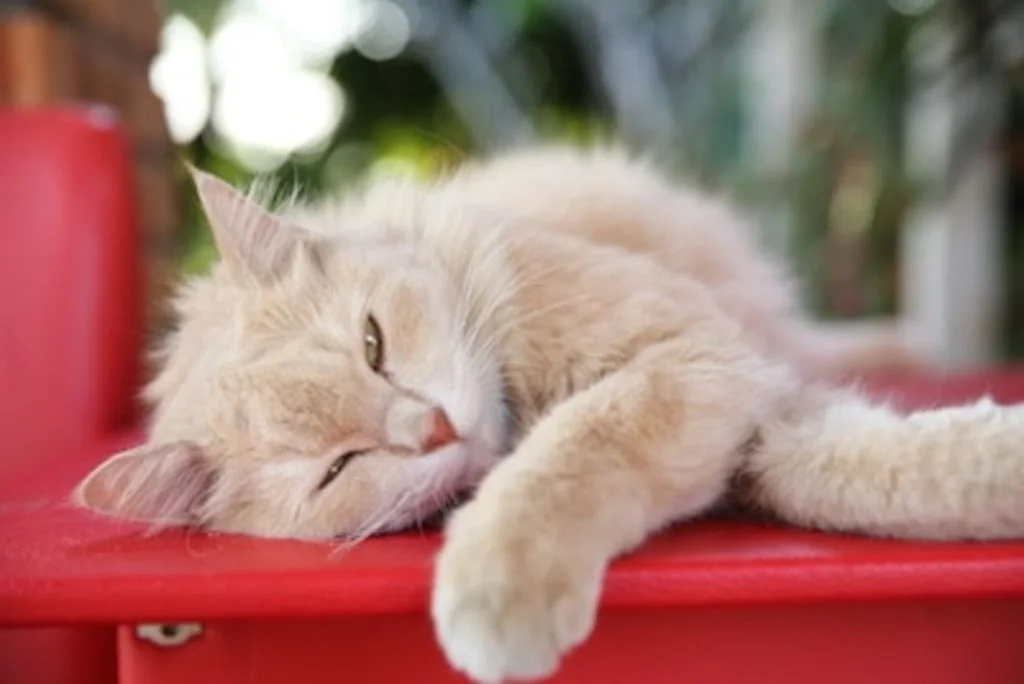 chat âgé