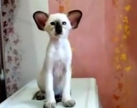 Chat koala : un exemple flagrant des dangers de l’hypertype