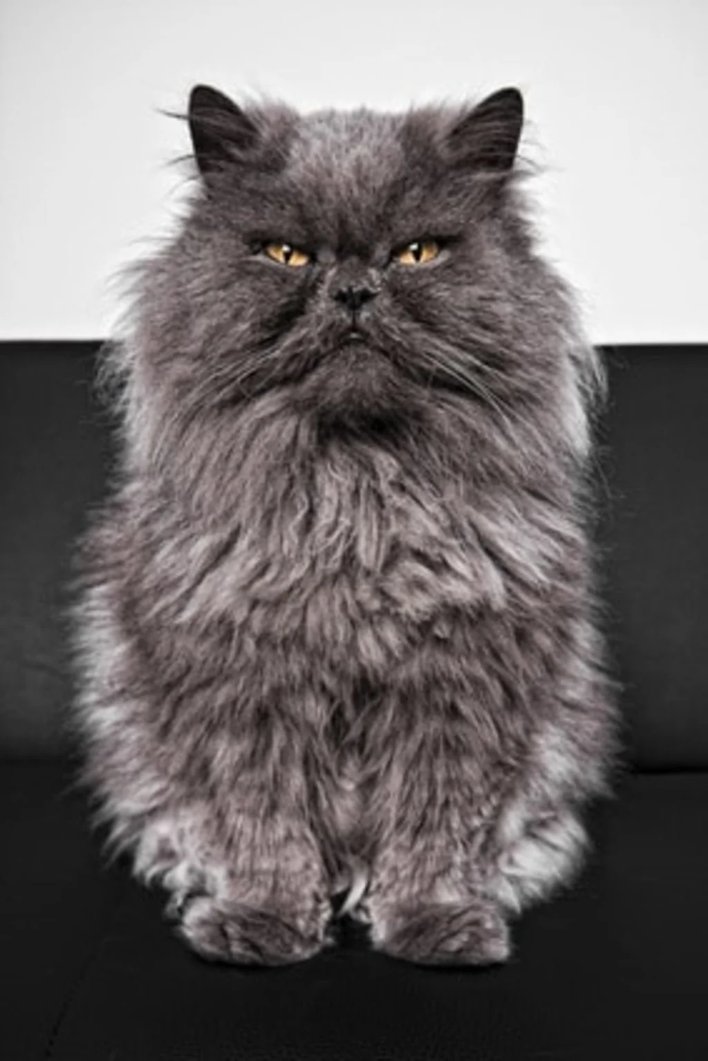 chat persan