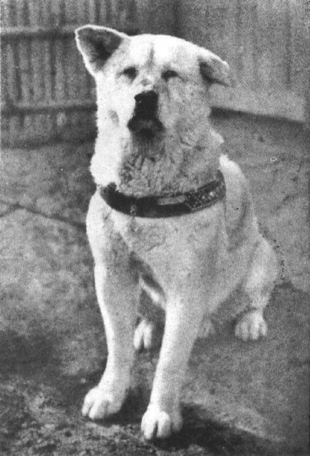 chien HACHIKO