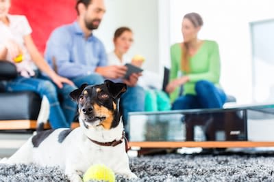 Avoir un chien en appartement : est-ce possible ?