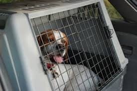 Réunion-Paris : prendre un chien abandonné en co-voyage
