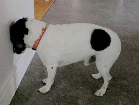Chien ou chat poussant la tête contre un mur : une alerte