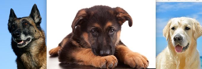 Chiens préférés des Français en 2015 : quelles sont les tendances
