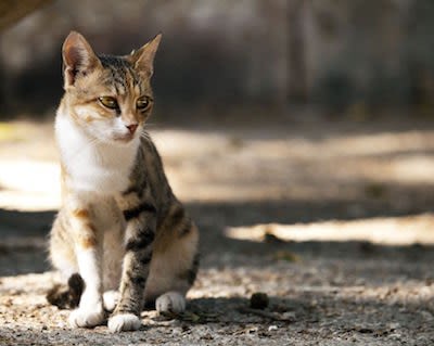 Une application pour les chiens et chats perdus ou trouvés