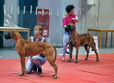 Expositions canines : un univers impitoyable !