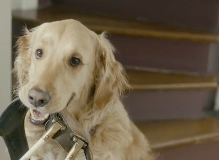Partout avec mon chien guide : pour leur libre circulation