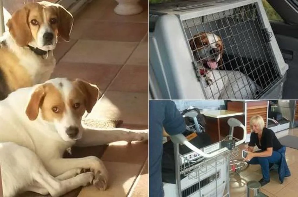 sauvetage chiens errants de la r&eacute;union