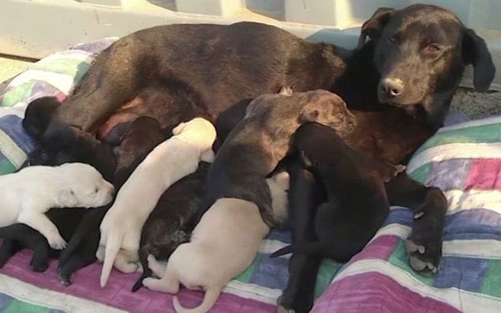 Instinct : une chienne sauve ses 9 chiots d’un incendie