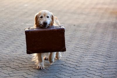 Les Français et leurs animaux de compagnie… 30 ans après