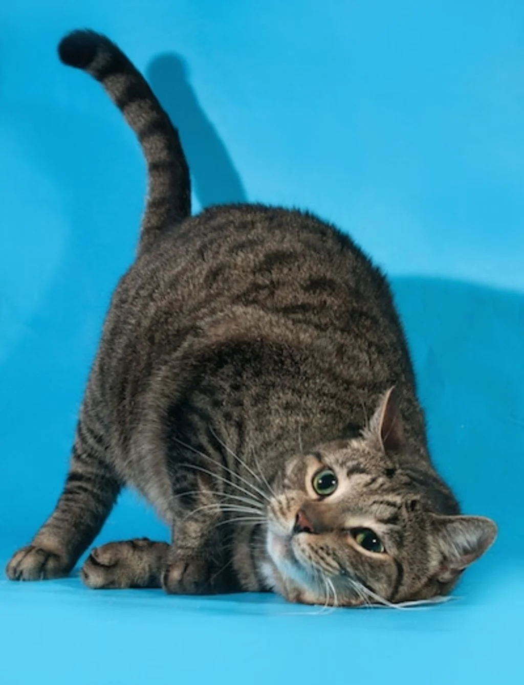 chatte en chaleurs