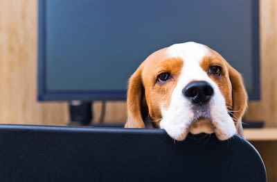 Chien au travail : une idée qui fait son chemin en Suisse