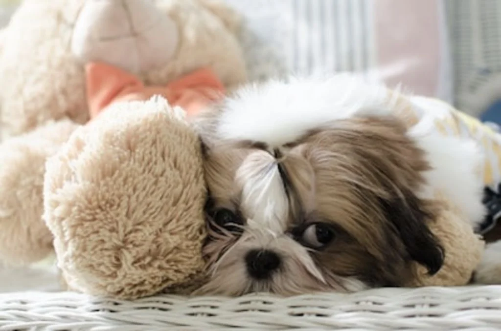 chienne grossesse nerveuse
