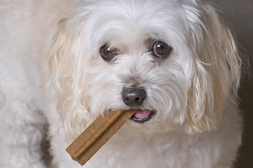 Friandises pour chiens et chats : le bon plaisir !