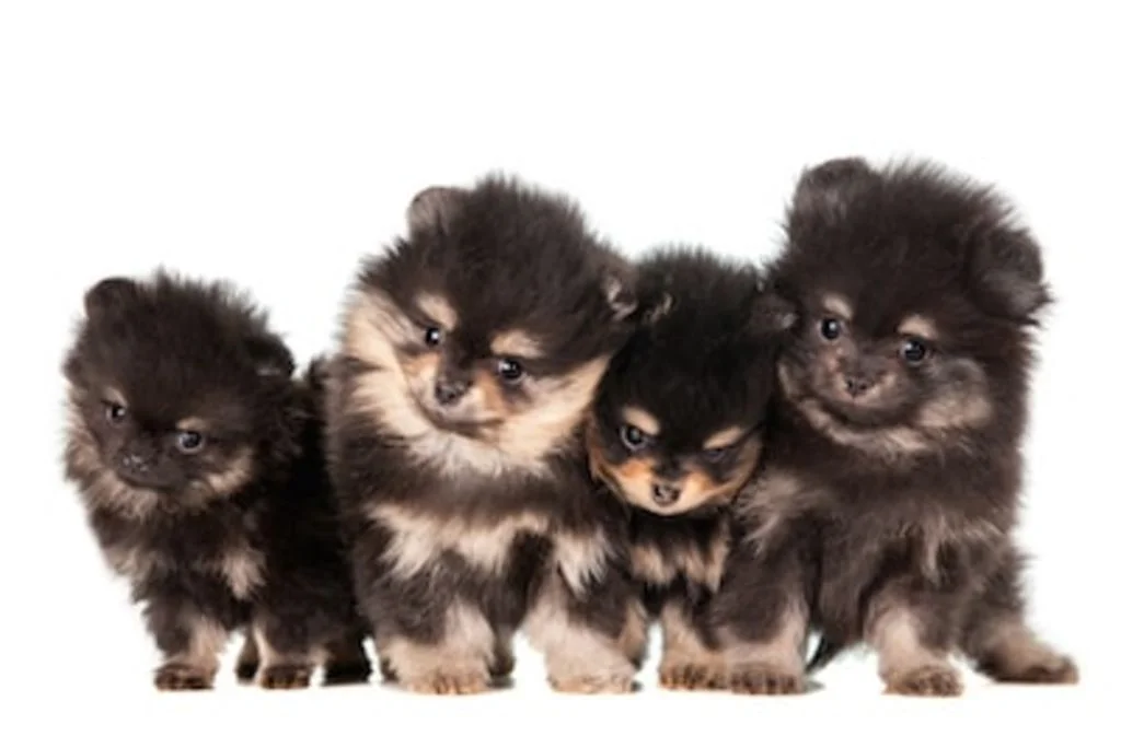 groupe de chiots