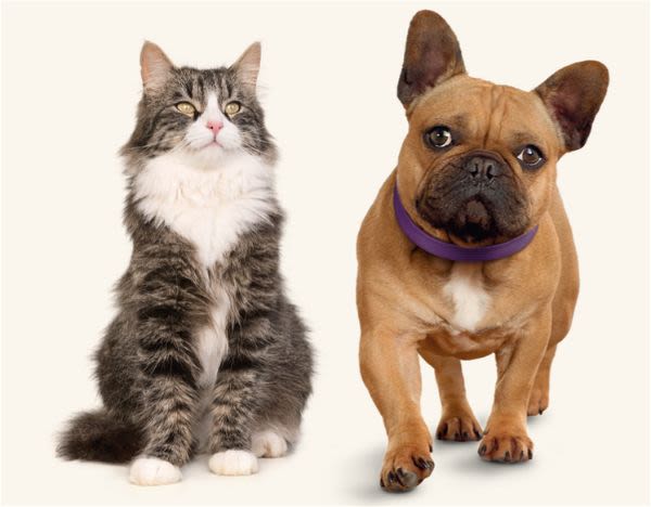 Chien et chat disparu : ne perdez pas votre boule de poils