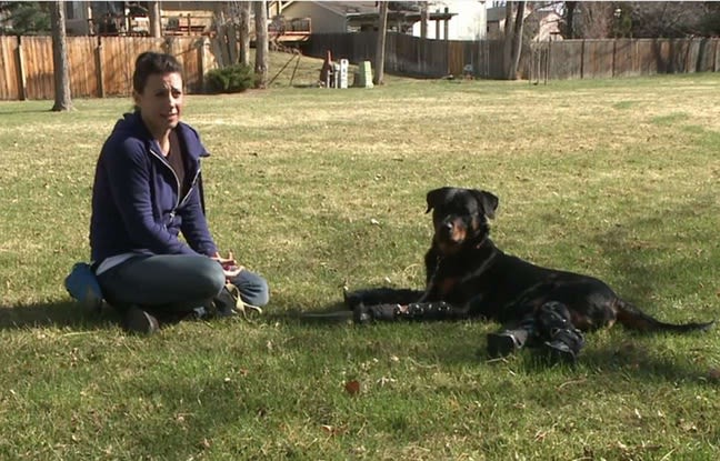Un rottweiler remarche grâce à des prothèses