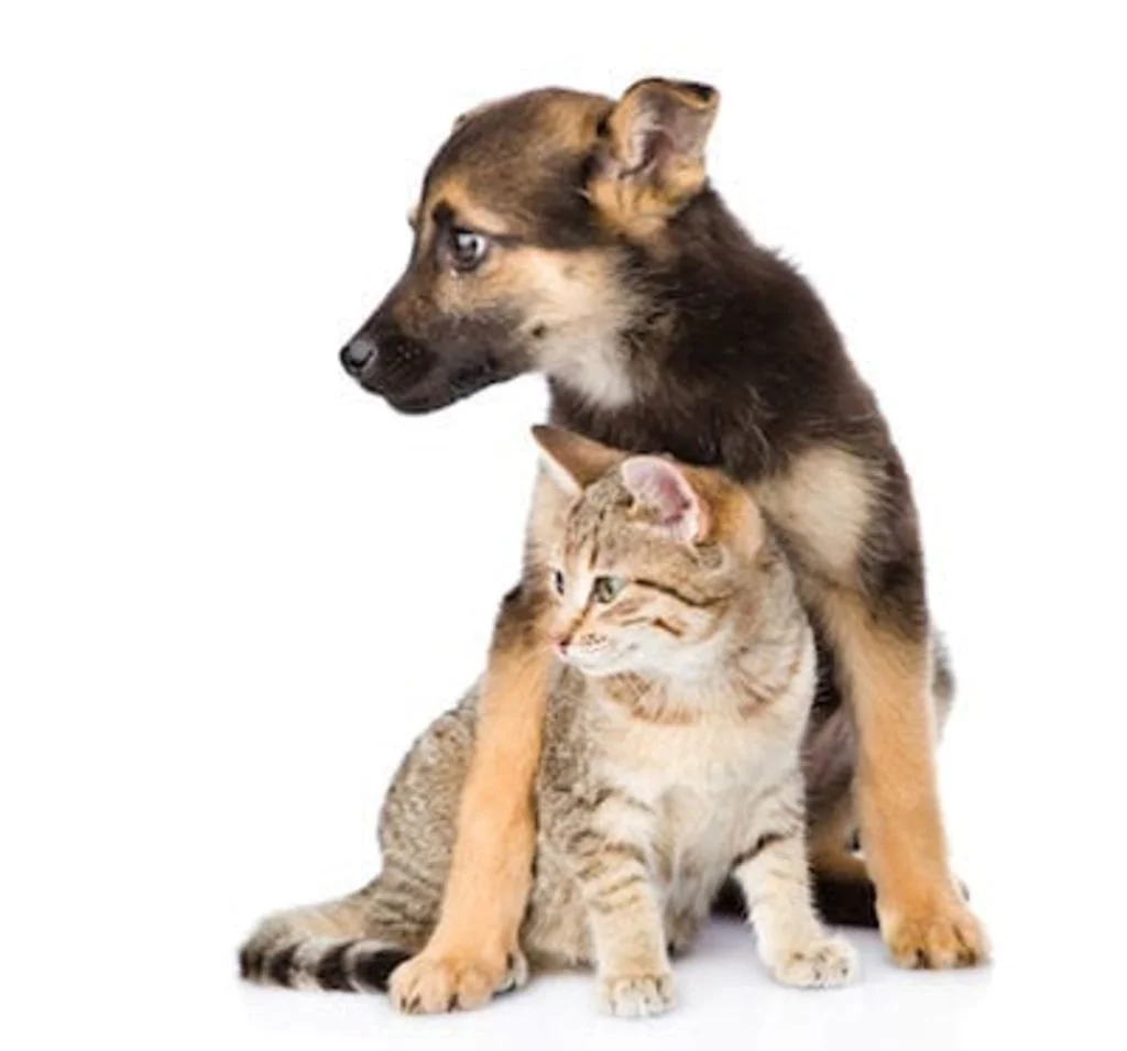 stérilisatiobn chien chat