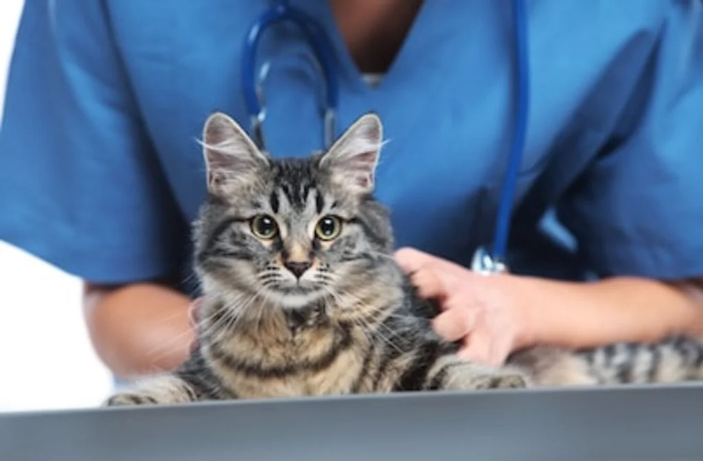 stérilisation chat
