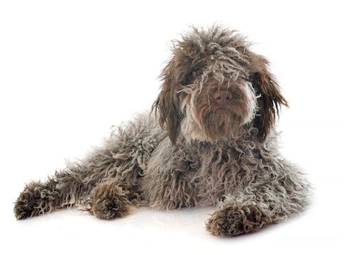Chien maladroit : et si c’était une maladie ?