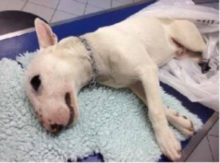Rage : un cas détecté chez un chien dans la Loire