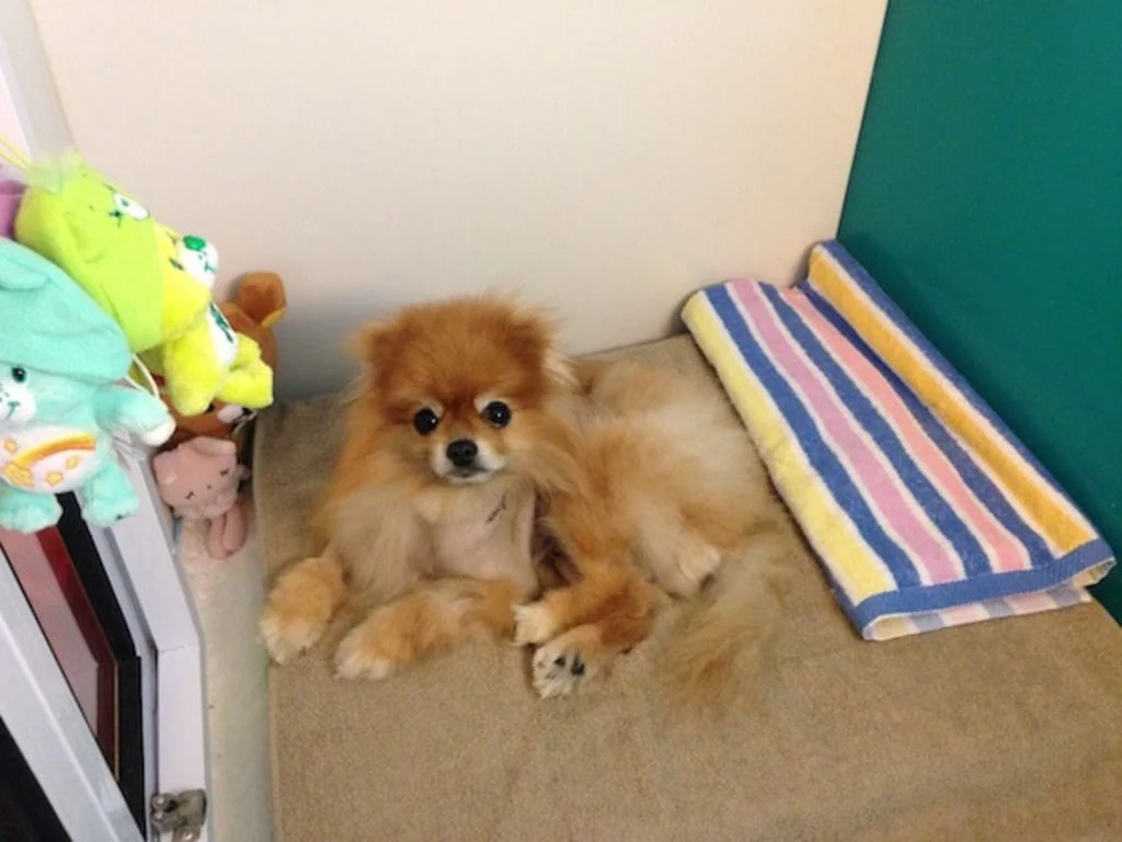 chien_mvd_dr_bozon