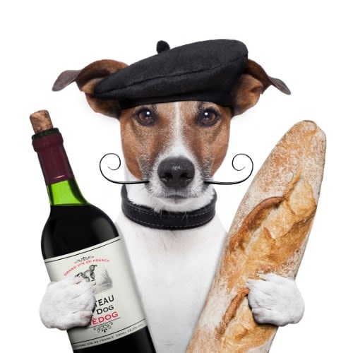 Europe : les Français s’occuperaient-ils mal de leur chien ?