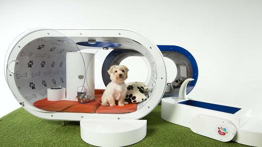 Technologie : une niche connectée pour chien !