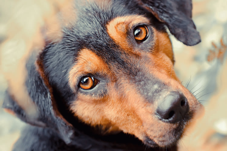 Peste : premier cas de transmission du chien à l’homme