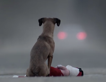 Adopter un chien ou un enfant n’est pas pareil, et pourtant
