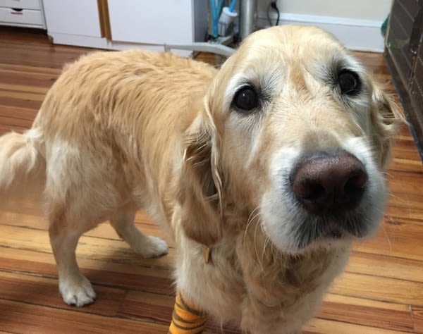 Un chien se jette sous un bus pour sauver sa maîtresse