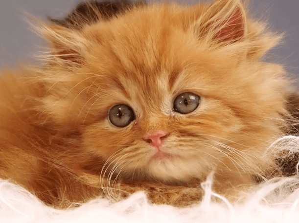 Kitten TV : bientôt une chaîne consacrée aux chats ?