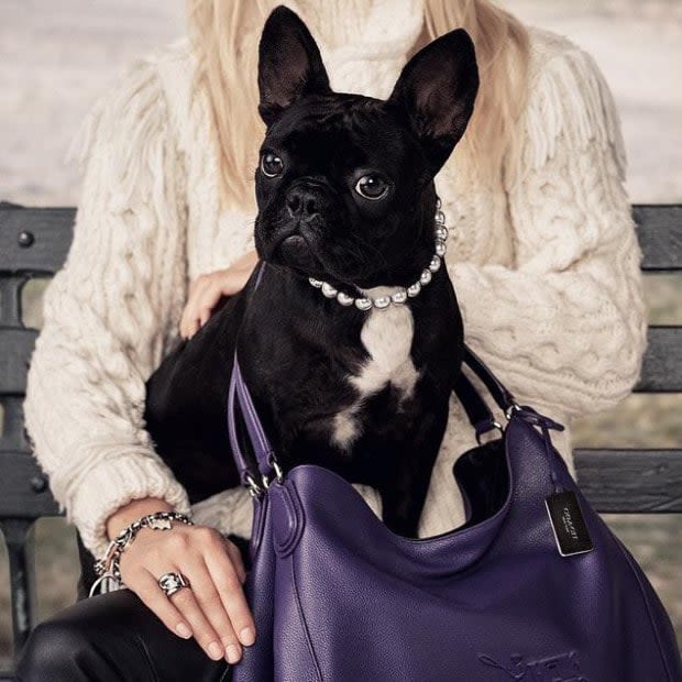Le chien de Lady Gaga, égérie de pub