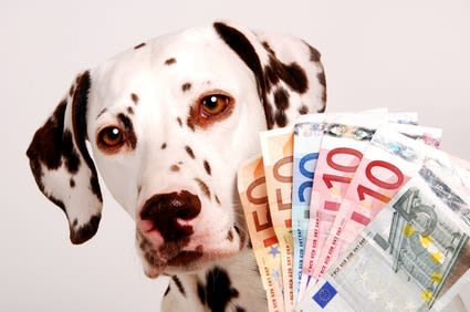 Taxe sur les animaux : une ancienne rumeur refait surface !
